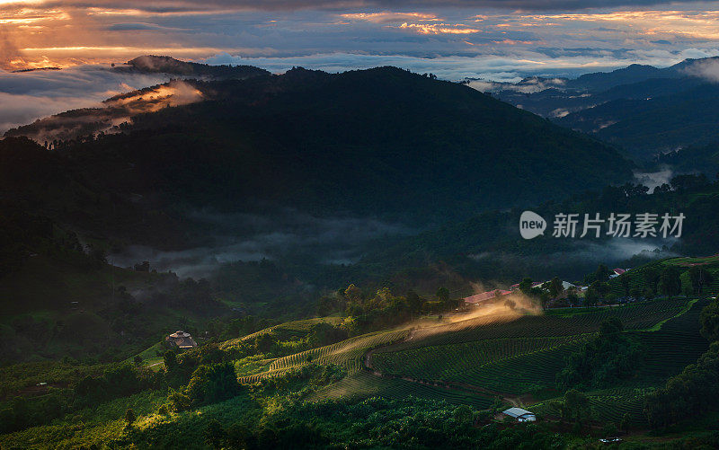 泰国清莱的Doi Mae Salong茶园